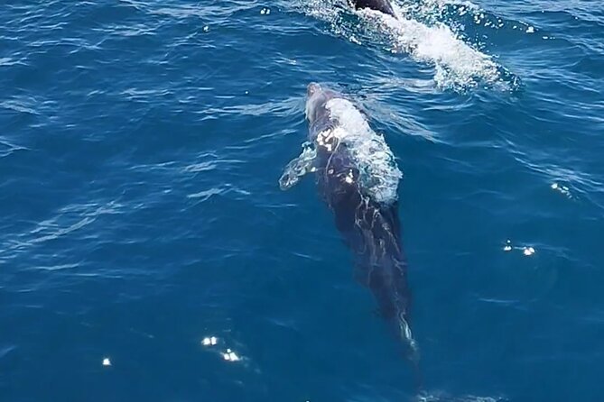 2 h Estepona Bay Tour - Comfort and practical tips for a smooth ride
