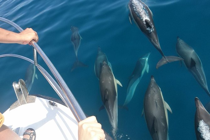2 h Estepona Bay Tour - Price and value: what $45.35 buys you for 2 hours