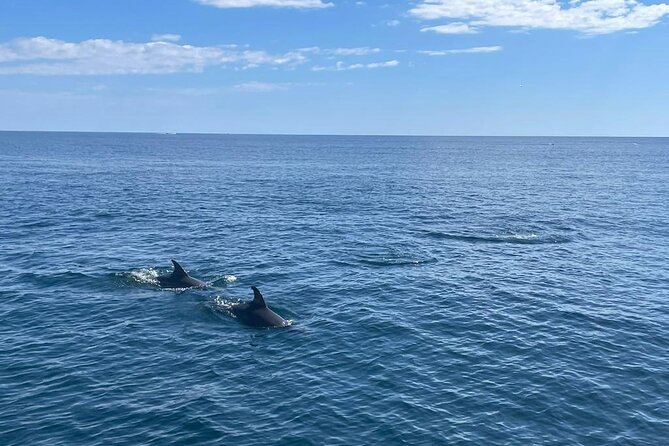 2-Hour Excursion in Search of Dolphins/ Includes Drink and Snacks - The Boat Experience: Comfortable, Clean, and Built for Relaxing on Deck