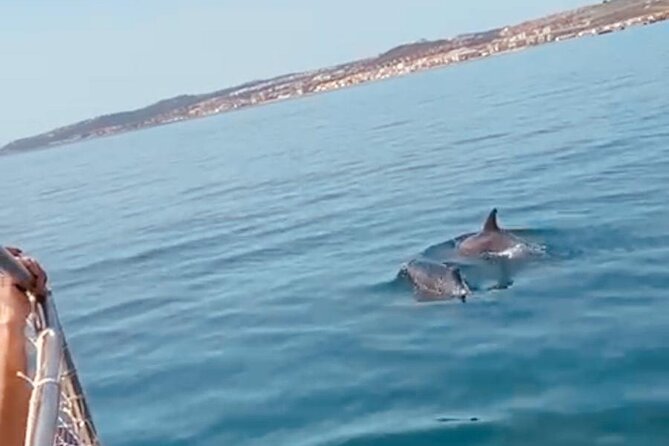 2-Hour Excursion in Search of Dolphins/ Includes Drink and Snacks - Who This Is Best For (and Who Might Prefer a Different Plan)