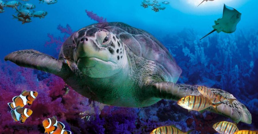 Benalmadena Aquarium Visit - From Mediterranean waters to the 180º submarine tunnel