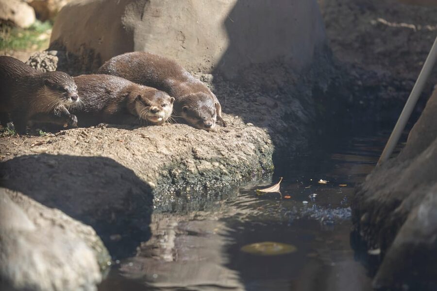 Benalmadena Aquarium Visit - Amazonia freshwater zone: when the tank changes the vibe