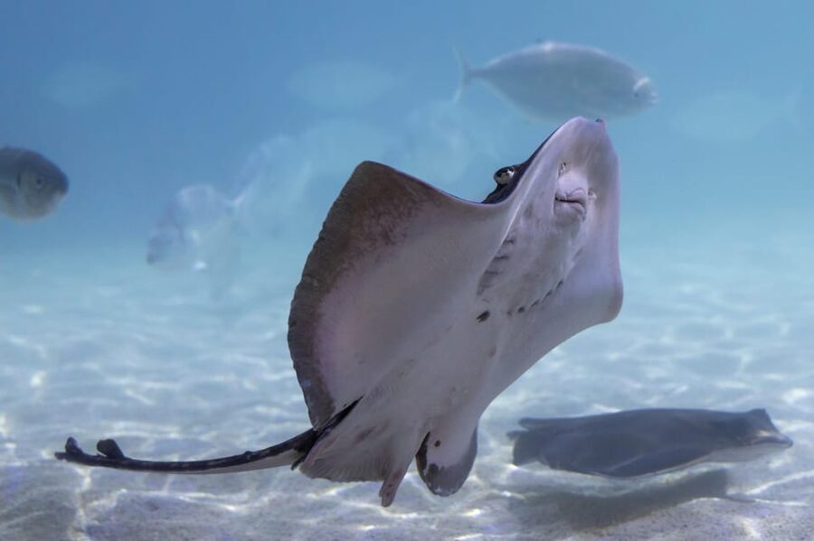 Benalmadena Aquarium Visit - Creature feeds, quiz trails, and fun talks