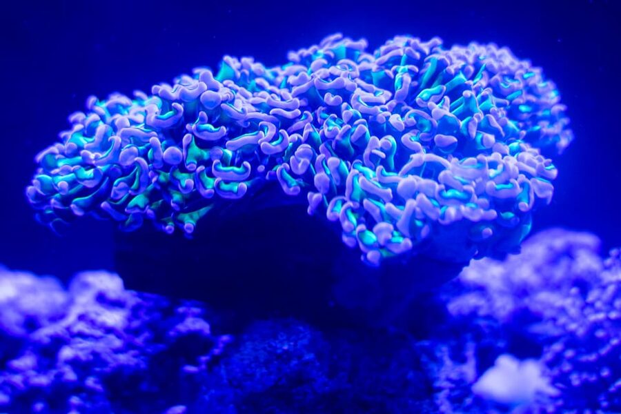 Benalmadena Aquarium Visit - How long you should plan, and whether it is worth the price