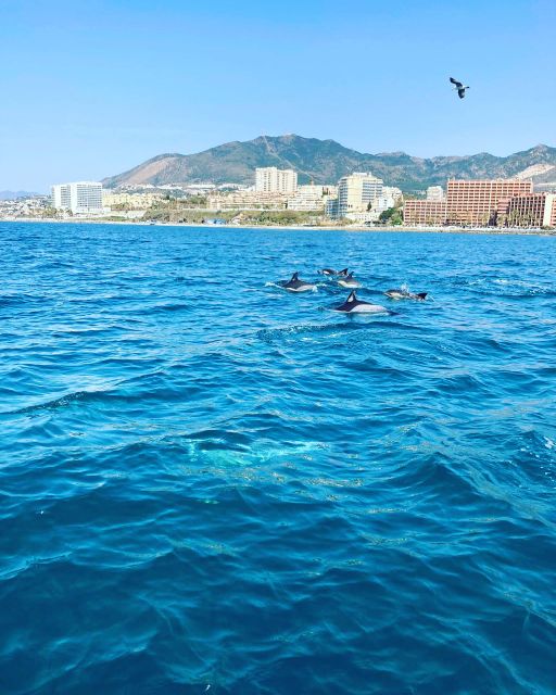 Benalmádena: Costa del Sol License-Free Boat Rental - Sunbathing on the Solarium and Easy Fun with Bluetooth Music