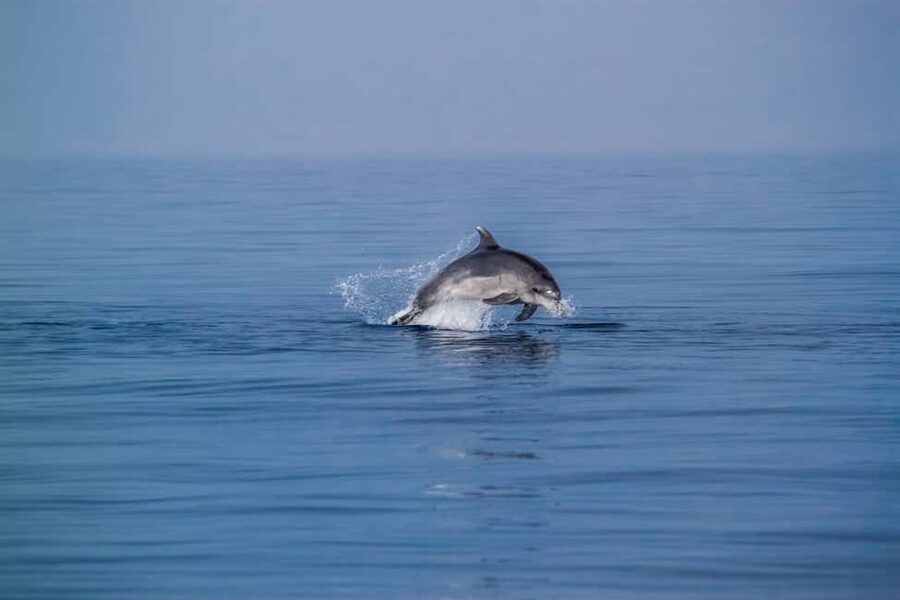 Benalmadena: Dolphin Sighting Boat Tour - Dolphin Sighting Boat Tour from Benalmádena, a fast wildlife plan with real viewing time