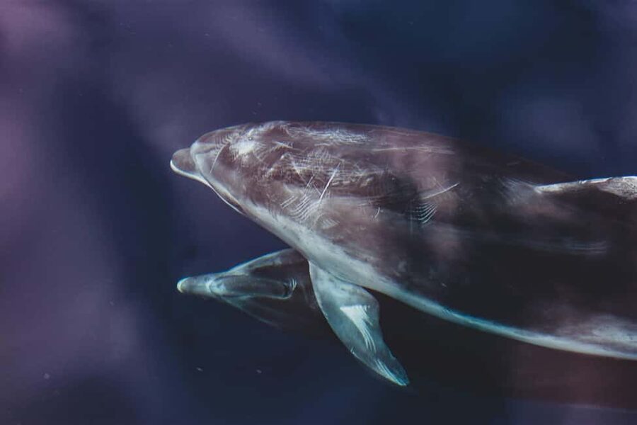 Benalmadena: Dolphin Sighting Boat Tour - Sea Love Experience meet-up and how the Benalmádena marina experience sets the tone