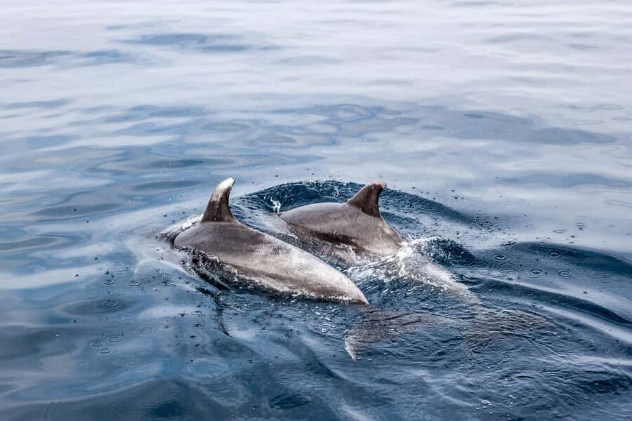 Benalmadena: Dolphin Sighting Boat Tour - Dolphin watching at the viewpoint for 40 minutes, this is the heart of the tour