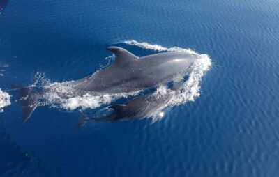 Benalmadena: Dolphin Sighting Boat Tour