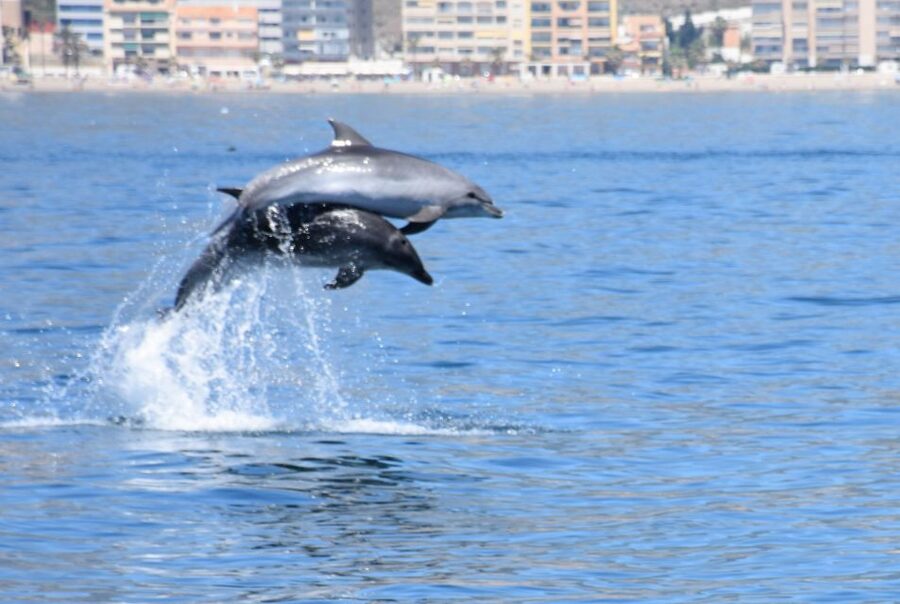 Benalmadena: Dolphin Watching Boat Tour - Dolphin watching without the guarantee, and the smart way to handle it