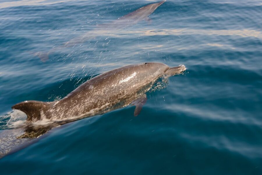 Benalmadena: Dolphin Watching Boat Tour - The “secret stop” for marine life viewing