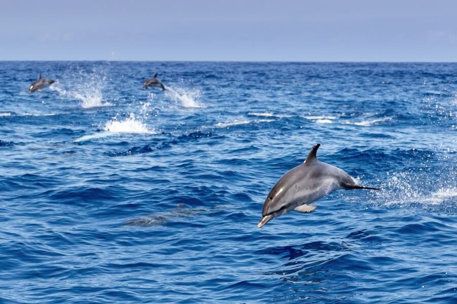 Benalmadena: Dolphin Watching Boat Tour - Underwater windows: your “second chance” to spot action