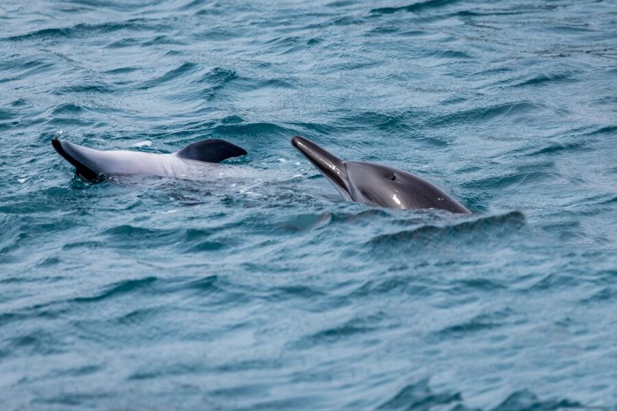 Benalmadena: Dolphin Watching Boat Tour - The bonus swim in summer: fun, but only if the conditions cooperate