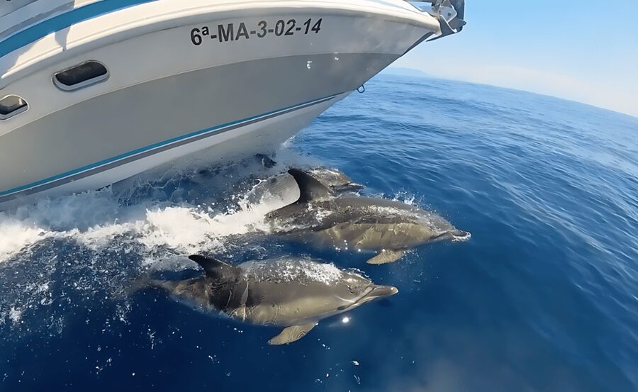 Benalmadena: Private Boat Trips - Dolphin spotting that feels real, not forced
