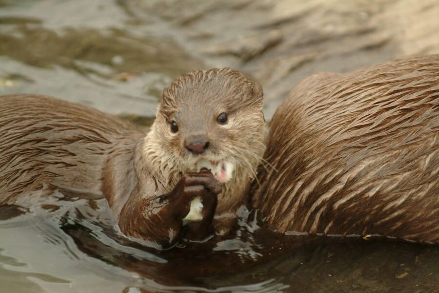 Benalmádena: Sea Life Benalmádena Premium Entry Ticket - Key Highlights You Should Plan Around