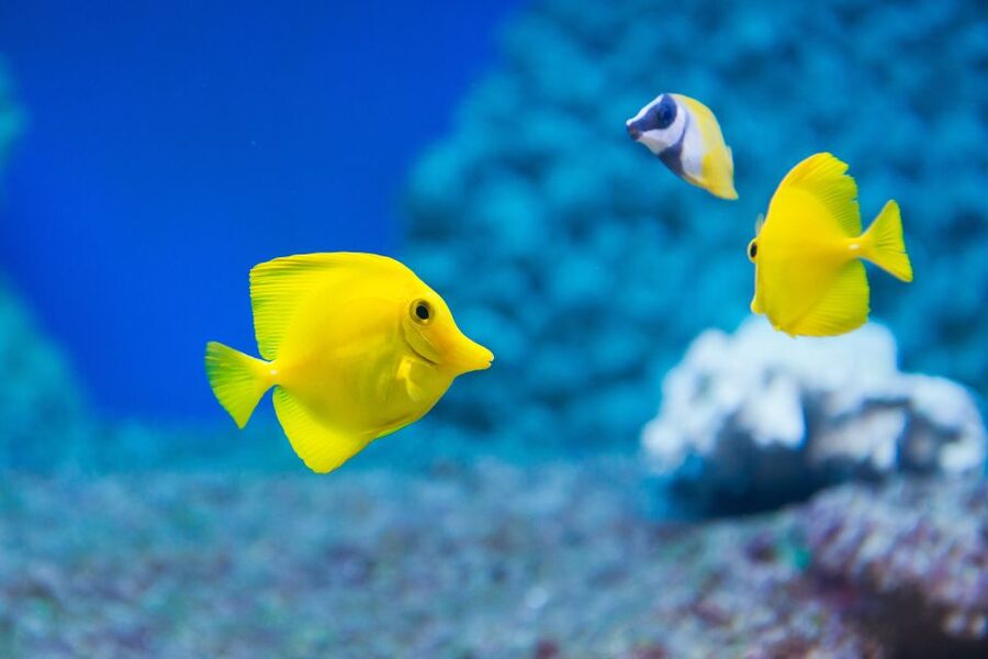Benalmádena: Sea Life Benalmádena Premium Entry Ticket - What You’ll See Inside: Sharks, Rays, Turtles, and More