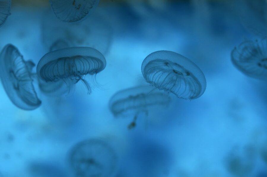Benalmádena: Sea Life Benalmádena Premium Entry Ticket - Price and Value: $26 for Premium Entry with Extra Perks