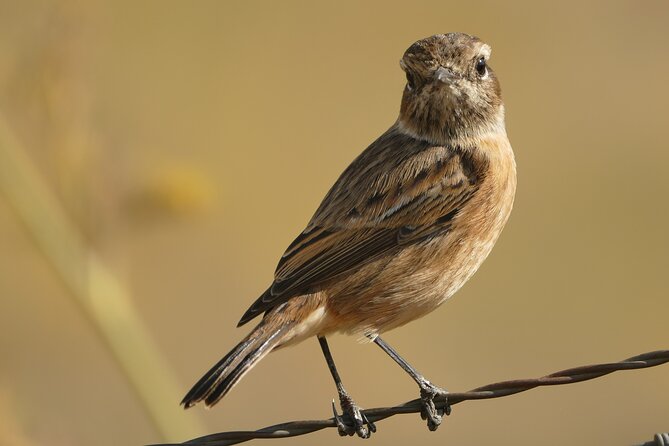 Birding Costa del Sol Day tour - Punta de Calaburras: lighthouse coast, marine birds, and migration season timing