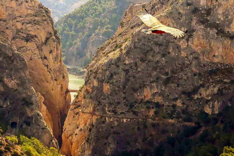 Caminito del Rey: Entry Ticket - Price and value: what the $17 ticket really covers (and what costs extra)