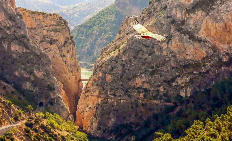 Caminito del Rey: Guided Tour and Entry Ticket - Walking the gorge: what you actually experience on the path