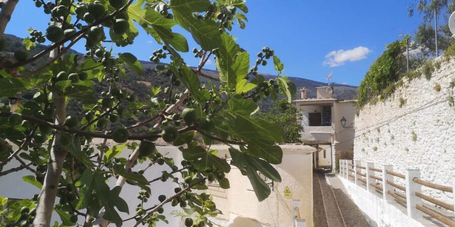Discovering Las Alpujarras from Málaga - SemiPrivate - Guides make the difference, and the driving matters too