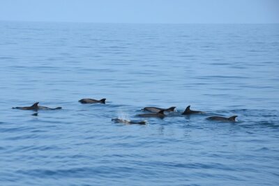 Dolphin Sightseeing Boat Tour from Benalmadena