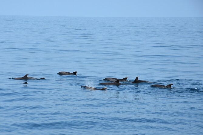 Dolphin Sightseeing Boat Tour from Benalmadena - How the Dolphin Spotting Actually Works (And What the Crew Can Do)