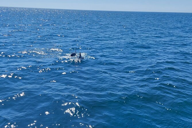 Dolphin trips on a catamaran - A small-group dolphin catamaran that feels like a real sea day