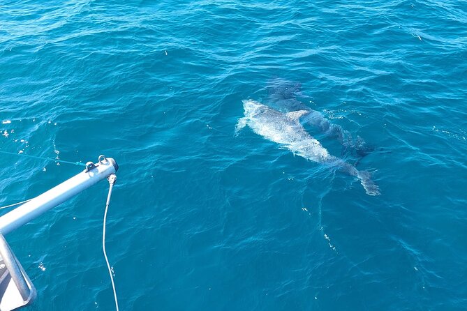 Dolphin trips on a catamaran - Weather, cancellations, and why flexibility is part of the deal