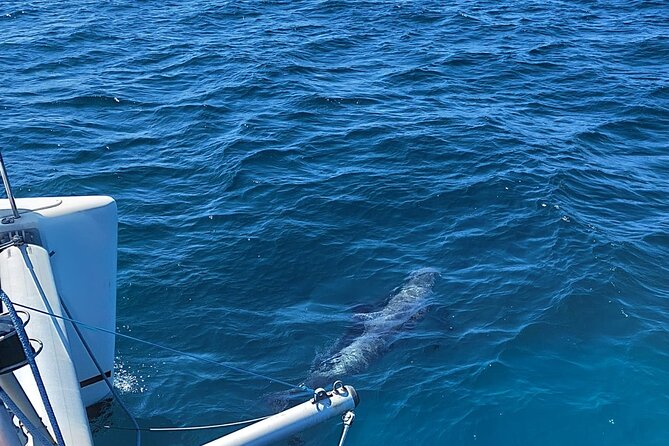 Dolphin trips on a catamaran - Onboard comfort and crew: what makes the ride genuinely pleasant