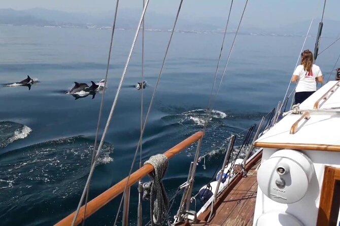 Dolphin Watching Adventure in Estepona Bay - Price in Context: Is $42.33 Good Value?