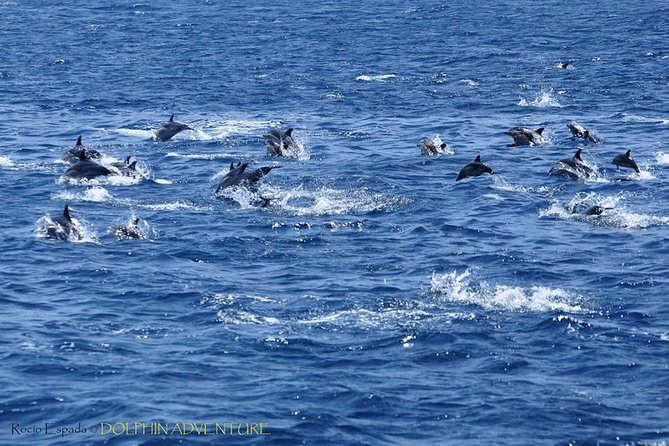 Dolphin Watching Excursion in Gibraltar - Dolphin Adventure boat setup, viewing comfort, and how you actually follow pods