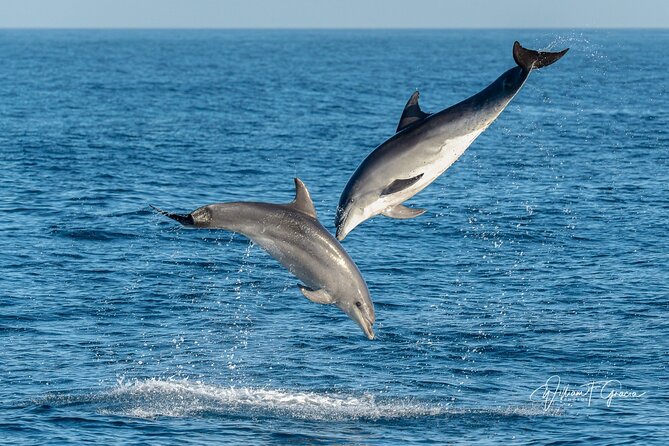 Dolphin Watching Excursion in Gibraltar - How the marine biologist commentary improves your dolphin watching