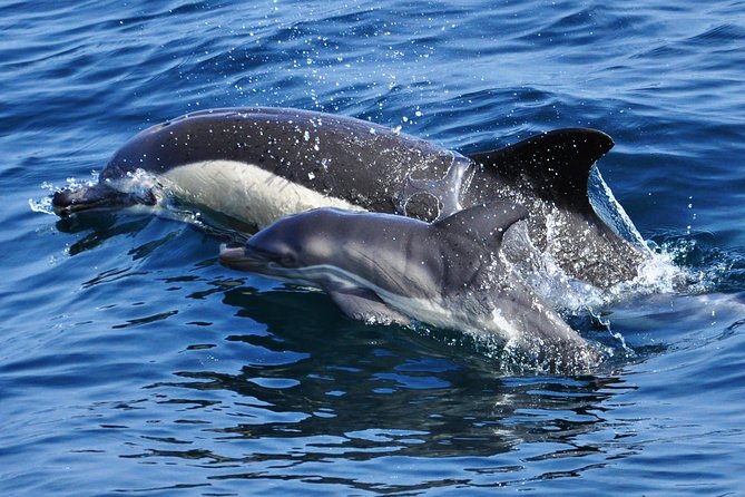 Dolphin Watching Excursion in Gibraltar - Timing, departures, and why the tour length feels fair