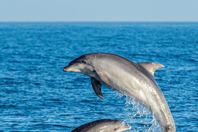 Dolphin Watching Excursion in Gibraltar - Price and value: is $38.83 worth it in Gibraltar?