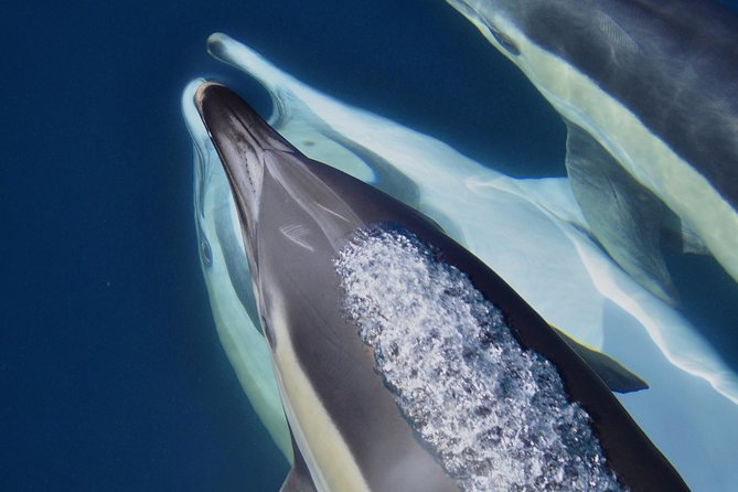 Dolphin Watching Excursion in Gibraltar - Responsible dolphin watching in practice, not just in theory