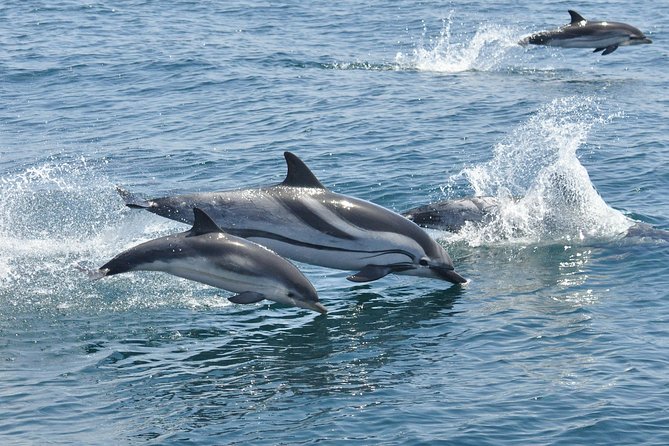 Dolphin Watching Excursion in Gibraltar - Who should book this Gibraltar dolphin safari?