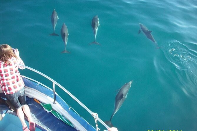 Dolphin Watching in Gibraltar Dolphin Safari V.I.P - Key Highlights That Make This Dolphin Safari Worth Your Hour