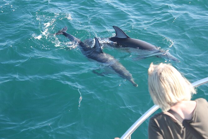 Dolphin Watching in Gibraltar Dolphin Safari V.I.P - Why Dolphin Watching Works Here (And Why Gibraltar Feels Special)