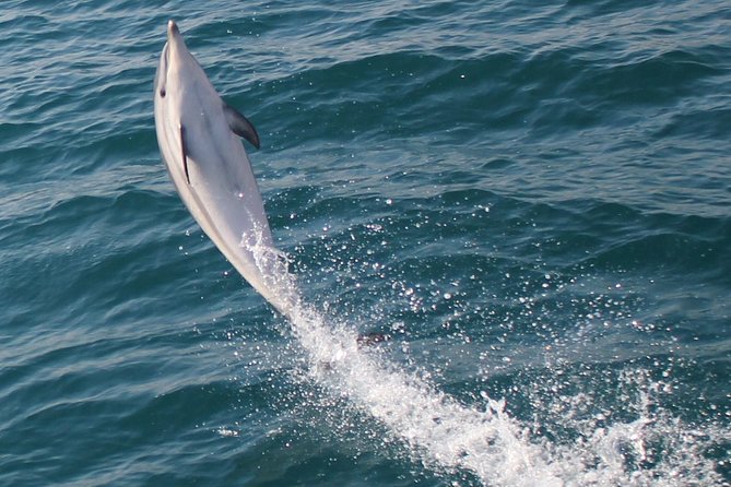 Dolphin Watching in Gibraltar Dolphin Safari V.I.P - How the Crew Looks for Dolphins, and What the 99% Guarantee Means