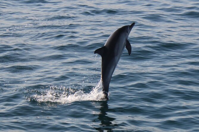 Dolphin Watching in Gibraltar Dolphin Safari V.I.P - What You Pay For, What You Don’t, and Where the Value Really Shows Up