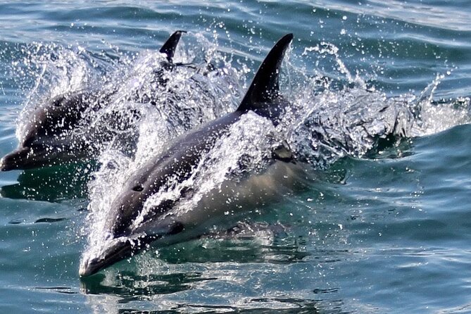 Dolphin Watching in Gibraltar Dolphin Safari V.I.P - Who This Tour Suits Best (And Who Might Look Elsewhere)