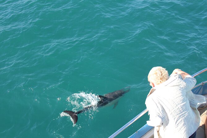 Dolphin Watching in Gibraltar Dolphin Safari V.I.P - Marina Bay Timing and What the Start Really Feels Like