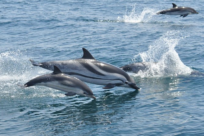 Dolphin Watching in Gibraltar & Fast Track Priority Cable Car - Barbary Apes on the Rock: The Bonus, Not the Guarantee