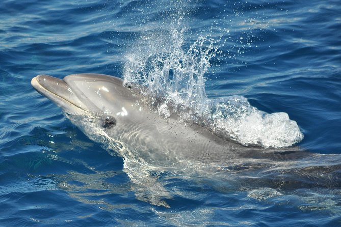 Dolphin Watching in Gibraltar & Fast Track Priority Cable Car - Price and Value: Is $53.02 a Smart Deal?