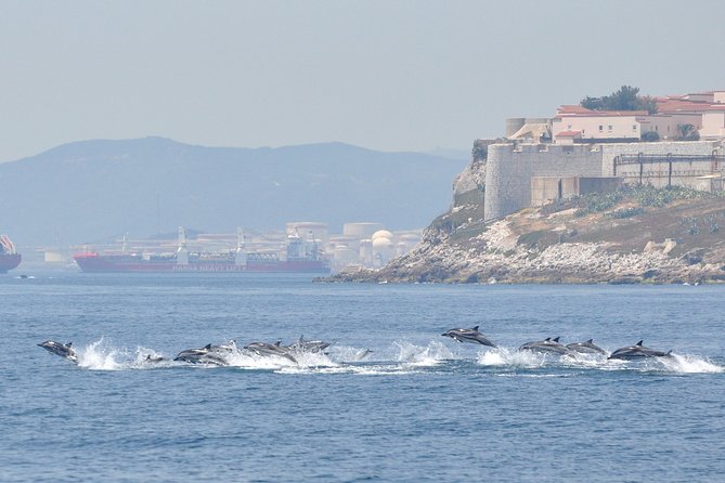 Dolphin Watching in Gibraltar & Fast Track Priority Cable Car - The Cable Car Part: Fast Track Priority, Real World Lines