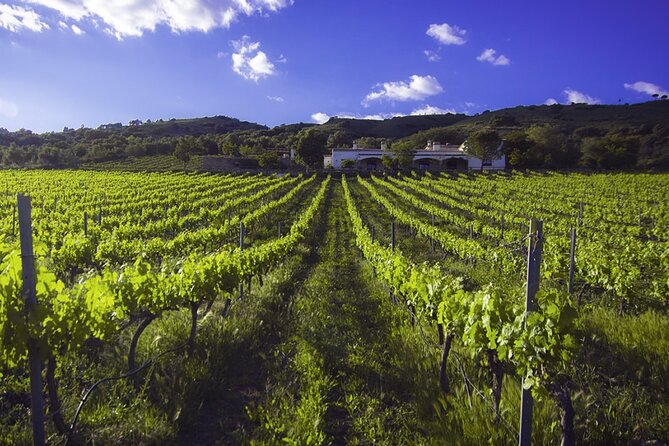e-Bike (Self-Guided) & Winery tour - 20km Easy - Guides and group energy: what makes the ride feel friendly