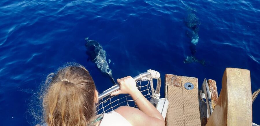 Estepona: Dolphin Search Boat Trip with Drink and Snacks - The Dolphin Search Plan, and How to Think About Chances