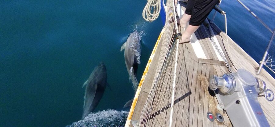 Estepona: Dolphin Watching Sailboat Cruise with Drink - Drinks, shade, and comfort on the Intrépido