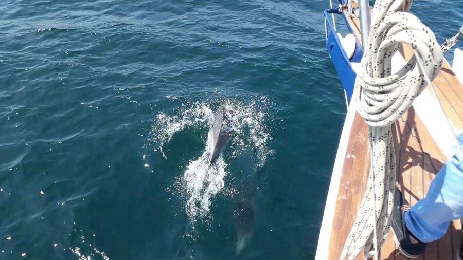 Estepona: Dolphin Watching Sailboat Cruise with Drink - The dolphin search: how the captain boosts your odds